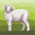 sheep breeding. a young lamb grazes in the meadow. vector illustration isolated on white background Royalty Free Stock Photo