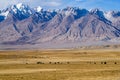 Sheep and bull grazing at foot of Snow Mountain on Pamirs in Fall Royalty Free Stock Photo