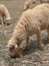 Sheep busy Royalty Free Stock Photo