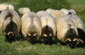 Sheep called Manech a Tete Noire, a French Breed, Herd eating Grass Royalty Free Stock Photo