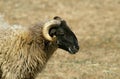 Sheep called Manech a Tete Noire, a French Breed, Portrait of Ram Royalty Free Stock Photo