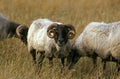 Sheep called Manech a Tete Noire, a French Breed, Ram Royalty Free Stock Photo