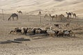 Sheep and camels at Liwa sand dunes, Abu Dhabi Royalty Free Stock Photo