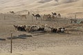 Sheep and camels at Liwa sand dunes, Abu Dhabi Royalty Free Stock Photo