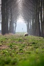 Sheep and canopy