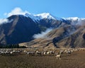 Sheep at Castle Hill in Winter, New Zealand