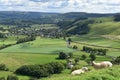 Sheep with Castleton behind