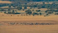 Sheep cattle on the countryside with holm oak trees