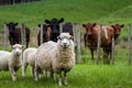 Sheep and cattle Royalty Free Stock Photo