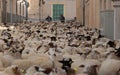 Sheep cattle crossing the village of Muro in Mallorca