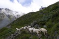 Sheep Cattle Drive Alps Tirol Austria