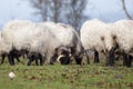 Sheep cattle eating grass. White and black sheep. Sustainable agriculture. Navarra, Spain