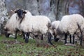 Sheep cattle on a meadow . White sheep, black face and legs. Navarra, Spain