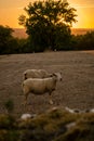 Sheep cattle raising in the causses in France