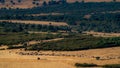 Sheep cattle and shepherd in the plain