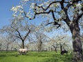 Sheep and cherry blossom spring orchard under blue sky in the netherlands Royalty Free Stock Photo