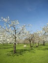 Sheep and cherry blossom spring orchard under blue sky in the netherlands Royalty Free Stock Photo