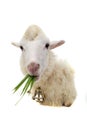 Sheep chewing grass Royalty Free Stock Photo