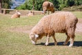 Sheep chewing grass on a meadow. Royalty Free Stock Photo