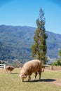 Sheep chewing grass on a meadow. Royalty Free Stock Photo