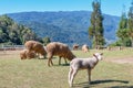 Sheep chewing grass on a meadow. Royalty Free Stock Photo