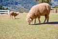 Sheep chewing grass on a meadow. Royalty Free Stock Photo