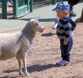 Young child with sheep in petting zoo