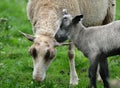 Sheep in the children`s section of a wildlife park.UK.