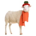 Sheep in Christmas clothes