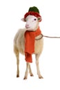 Sheep in Christmas clothes