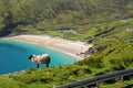 Sheep on a cliff in focus, Keem beach out of focus, Achill island in county Mayo, Ireland, warm sunny day. Clear blue sky and Royalty Free Stock Photo