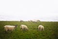 Sheep on cliffs of Downpatrick Head in Ireland