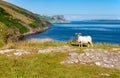 Sheep and Cliffs. Essence of Northern Ireland