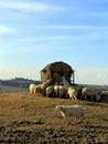 Sheep climbing to graze in the countryside under a blue sky, Tuscany, Italy Royalty Free Stock Photo