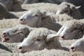 Sheep Close-Up