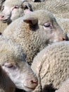 Sheep close up Royalty Free Stock Photo