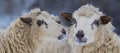 Portrait of sheep close up in winter landscape Royalty Free Stock Photo