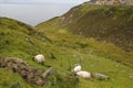 Sheep In The Coast Of Ireland