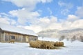 Sheep in a cold white winter Royalty Free Stock Photo