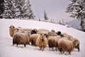 Sheep in a cold white winter landscape Royalty Free Stock Photo