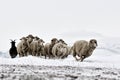 Sheep in cold white winter landscape Royalty Free Stock Photo
