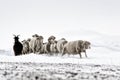 Sheep in cold white winter landscape Royalty Free Stock Photo