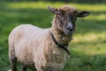 Sheep with collar