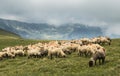 Sheep coming down the mountain