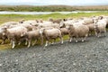 Sheep coming home to ranch in Argentina. Some sheep are shorn