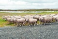 Sheep coming home to ranch in Argentina. Some sheep are shorn