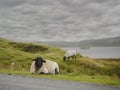 Sheep in Connemara National park, Resting and eating by the road, Cloudy moody sky Royalty Free Stock Photo