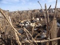 Sheep in corral in Dassanech river village, Omo Ethiopia