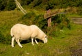 Sheep With Cosy White Fur Grazing In Front Of Streetsign To Badnaban In Scotland