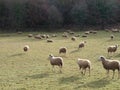 Sheep in a field